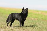 SCHIPPERKE 481